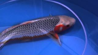 2013年全日本総合錦鯉品評会、牡丹賞、55部、浅黄