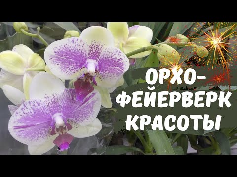 Фейерверк орхидейной красоты!