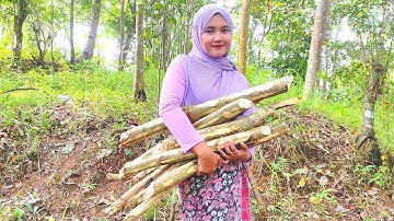 NEMENIN AKTIVITAS NENG ENJI JANDA DESA MENCARI KAYU BAKAR DI TENGAH HUTAN