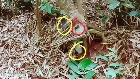 yos cuab noog tuaj zoo kawg nawb