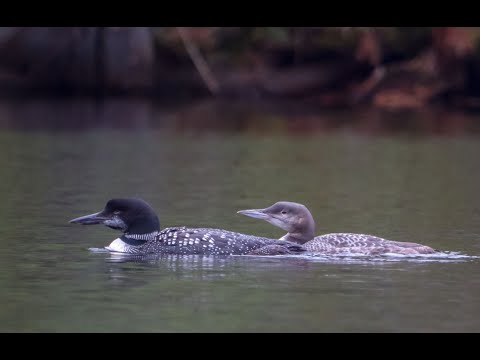 Loon Eats a BIG Fish, Adirondacks, 2021
