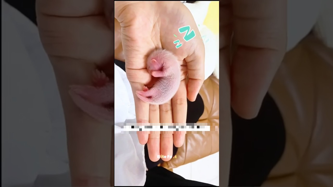 Never Do This To A Ferret🥹