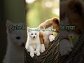 cute kitty pani me gir gayi #viralvideo #youtubeshorts #love #kitten #puppylove #friendship