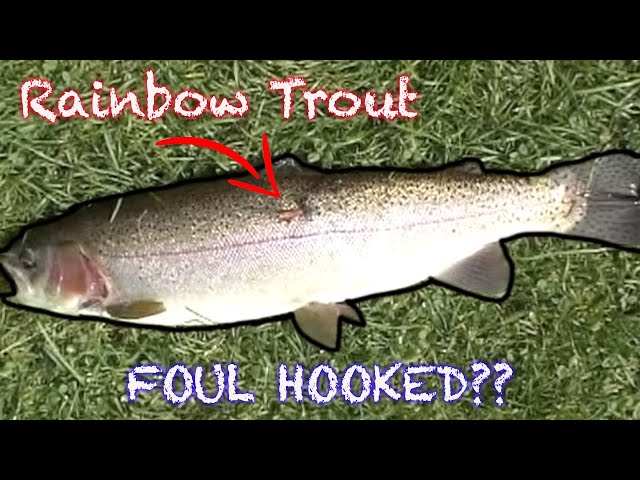 FOUL HOOKED Rainbow Trout ??  Grandfather Trout Farm 