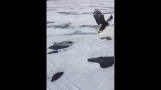 Feeding a bald eagle while ice fishing Feeding a bald eagle while ice fishing