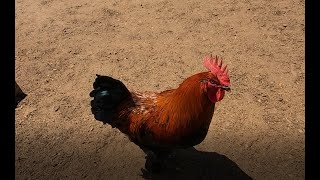 Rooster And Feeding Silkie Chickens Hens At The Horse Equestrian Estate In Malibu