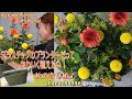 プラスチックのプランターだってかわいく植えたい🍁秋❕Make an Autumn Planter with Mums🌼