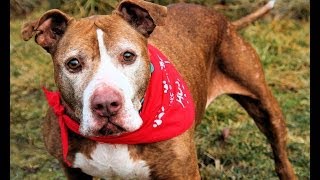 Nana, A Sweet 9- To 10-Year-Old Pit Bull Dog Rescued In Manahawkin, Nj