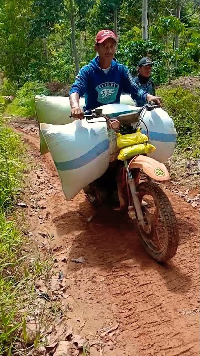 pejuang ojek kopi Lampung barat suoh || Alhamdulillah mulai panen