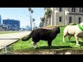 SOY UN GATO!! | GTA 5