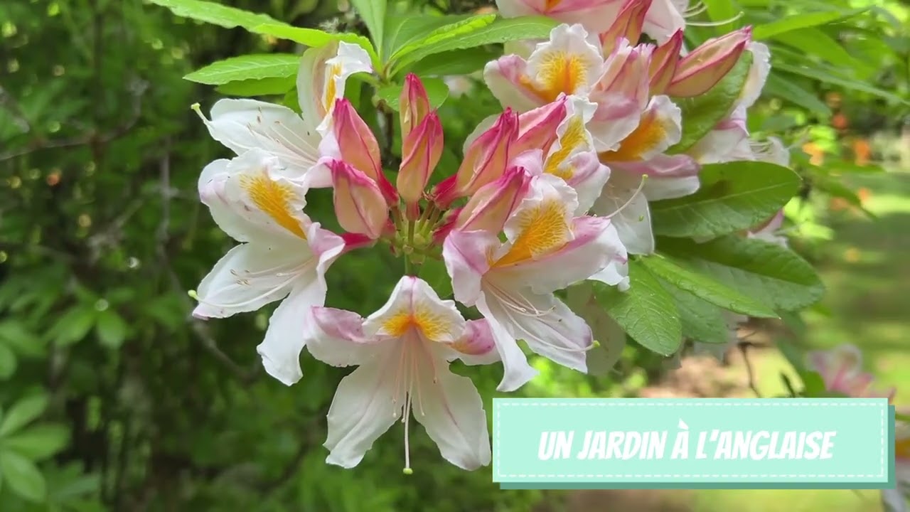 Le Jardin de Callunes : une escale florale au cœur des Vosges