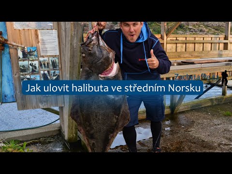 Video: Jak Péct Halibuta