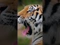@ChuChuTV @tydollasign #tiger #animals #cutepet #wildlife