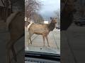 #elk #wildlife #wildanimals #animals #nature #driving #outdoors #travel #explore #adventure #amazing