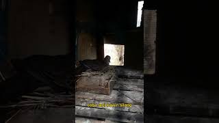 kawin silang derkuku vs puter #shorts