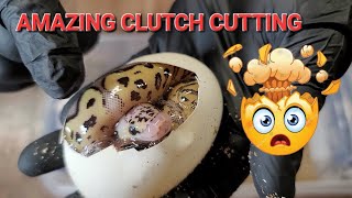 Celebrity SWEET Ball Python Clutch Cutting with before and after journey. Wealth