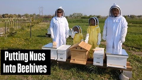Transferring Nucs Over To Langstroth Beehive