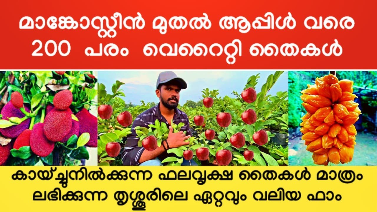കായ്ച്ചുനിൽക്കുന്ന ഫലവൃക്ഷ തൈകൾ മാത്രം ലഭിക്കുന്ന തൃശ്ശൂരിലെ ഏറ്റവും വലിയ ഫാം Murali Nursery#exotic