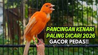 MASTERAN KENARI GACOR NGEROL PANJANG COCOK UNTUK PANCINGAN Kenari Paud AGAR cepat GACOR!!