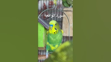 #سورة_الواقعة #قرآن #عبدالباسط_عبدالصمد #مصر #العراق #تربية_الطيور #البادجي #surah_alwaqiah #quran