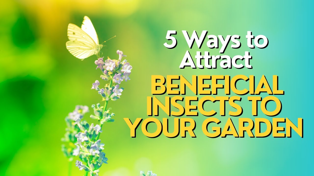 Top 5 Ways to Attract Beneficial Insects to Your Garden - YouTube