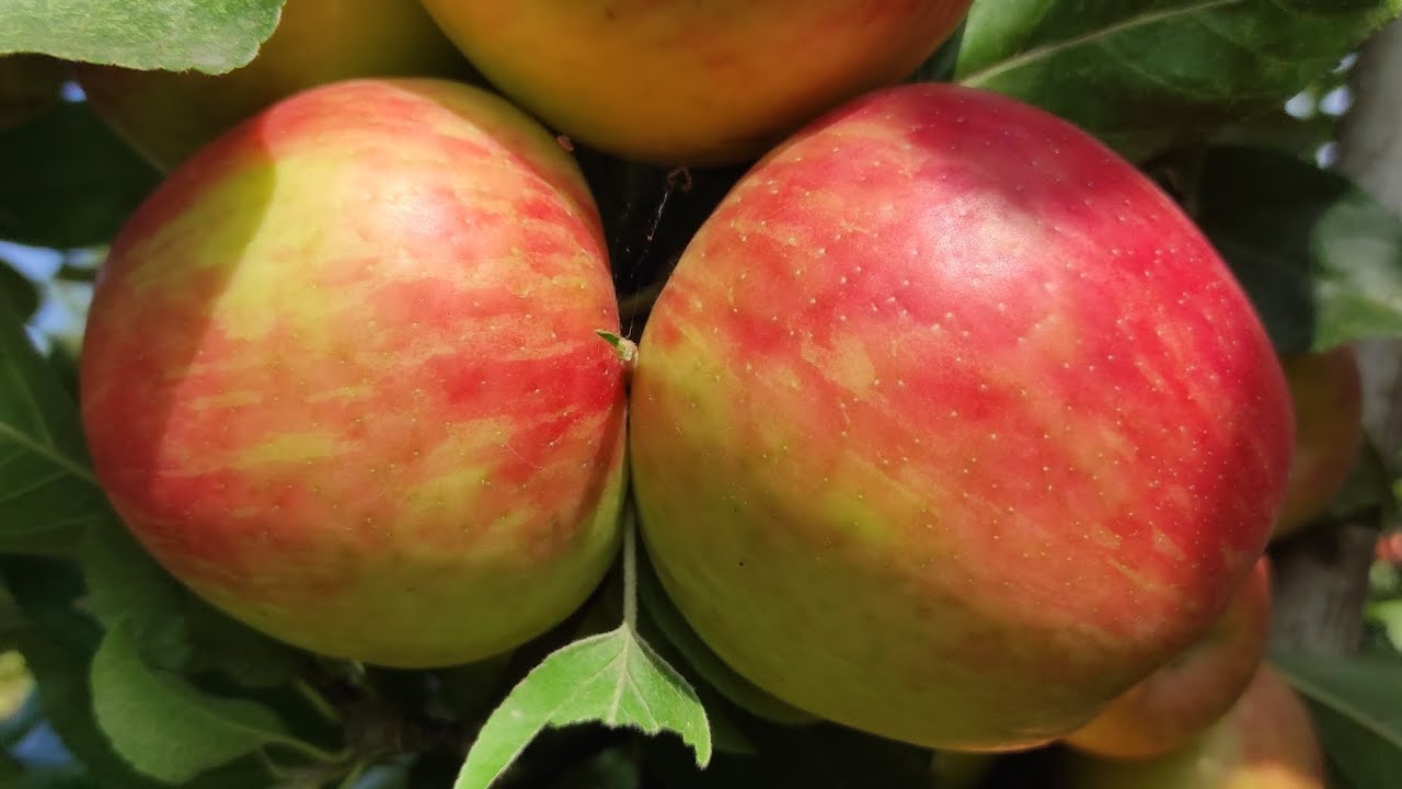 Яблоня Медовый Хруст Купить Саженец