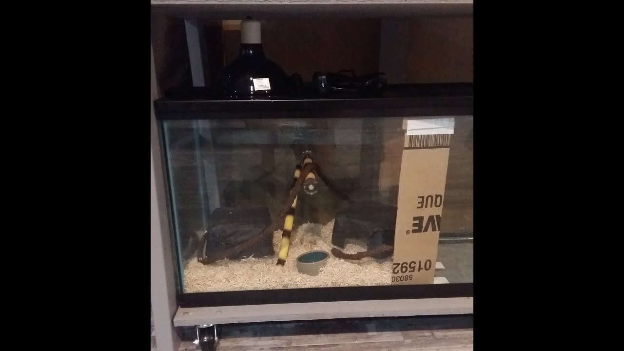 Yellowtail Cribo Enclosure Setup - What You Need For A Snake Enclosure