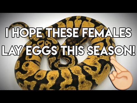 pythons for sale My Favorite Female Ball Pythons That Are Ready For The 2018 Season!