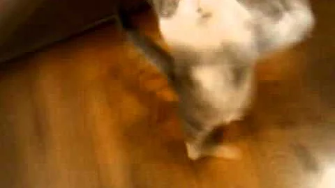 Stella can walk!