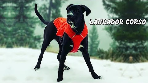 Labrador Corso : The perfet mix of Labrador and cane corso