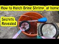 How to hatch brine shrimp at home vedhafishfarm