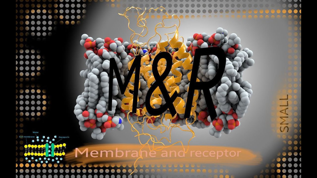 M&R - Session 1 - Lecture 2 - Protein of cell membrane