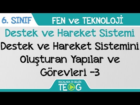 Destek ve Hareket Sistemi - Destek ve Hareket Sistemini Oluşturan Yapılar ve Görevleri -3