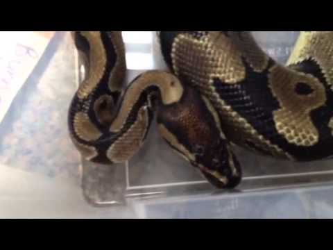 Ball python with trichomonas and disecdysis