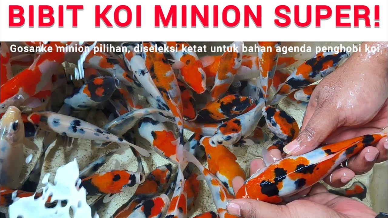 SEDIKIT TAPI SUPER❗BIBIT KOI HQ❗SELEKSI KOI MINION GOSANKE DARI H&H❗