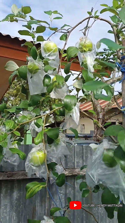 APEL PUTSA INDIA BERBUAH LEBAT DI PLANTERBAG #hendymuttaqin #apelindia #apelputsa