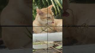 Orange Queen 🧡🐱 &amp; Striped King 🖤🐾 | Perfect Cat Duo Edit 😍 #cats #hunting #snake #animals #kitten