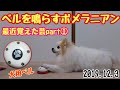 【ポメラニアン ライト】ベルを鳴らす犬★芸 しつけ【Pomeranianraito】Pomeranian ringing the bell dog