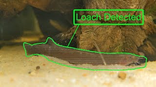 Fish Time-Lapse, But Only When Loaches Are On Screen...