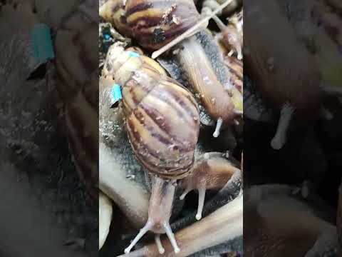 #สัตว์แปลก #สัตว์โลก #วิชาเกินสัตว์โลก #หอยทาก #snail  #นางกินได้ทุกอย่าง