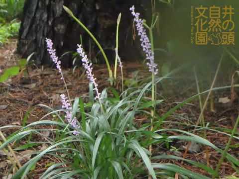 井の頭自然文化園 花ごよみ動画 ヤブランの開花 Youtube 井の頭自然文化園 花ごよみ動画 ヤブランの開花 Youtube