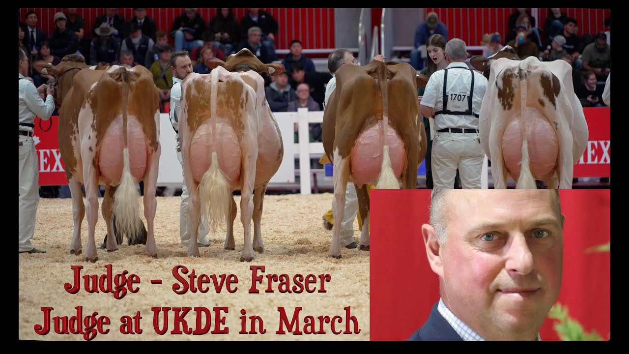 Royal Winter Fair.4yr old  Hodglynn Cow wins R&W Holstein Class-KAMPS-RX APLB ARCHER.J- Steve Fraser