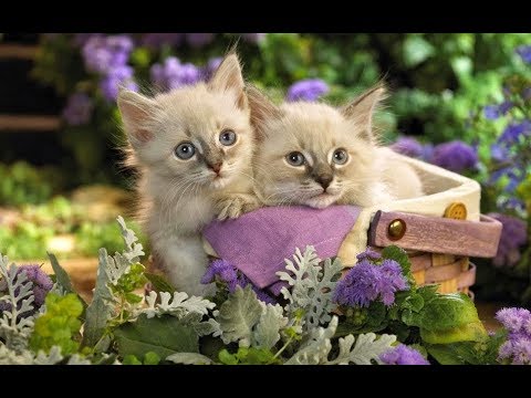 Любителей кошек с Днем кошек поздравляю!