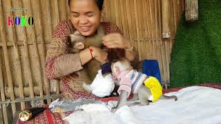Beloved Monkey Koko Loves Mommy And Much Playing While Mom Wearing Diaper And Cloth To Him