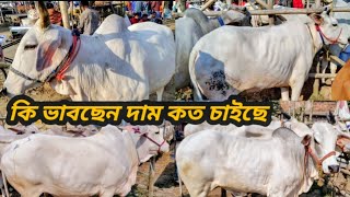 29 November শনবর 2025 Gorehat Gorur Video Tarafder Vlog 2025