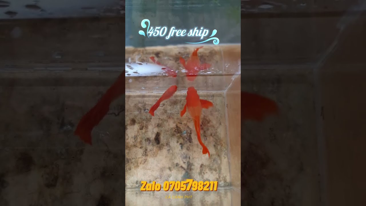 GUPPY KOI RED EAR RIBBON ❤️ - youtube