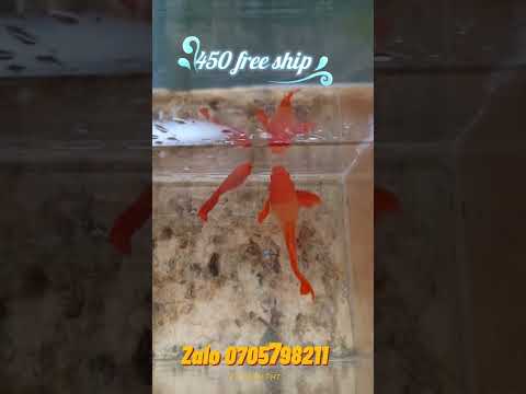 Video GUPPY KOI RED EAR RIBBON ❤️ - youtube