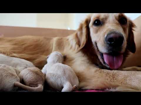 Video: Kedy By Sa šteňa Malo Vrátiť Chovateľovi