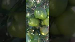 tangerina olha quantas