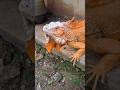 #feedingtime #iguana #rediguana